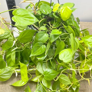 Neon Heart Leaf Philodendron Cordatum - 6 inch Unrooted Cutting