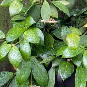 Hoya Obscura one 2 leaf one node unrooted cutting - rare Hoya, hard to find Hoya