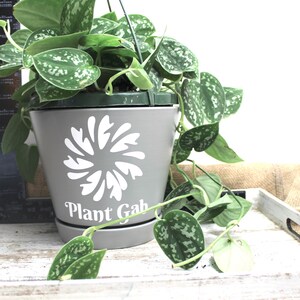 May include: A grey tapered plant pot with a white circular leaf graphic and the text "Plant Gab" printed on the front. The pot contains a trailing Scindapsus pictus plant with heart-shaped green leaves featuring silver variegation.
