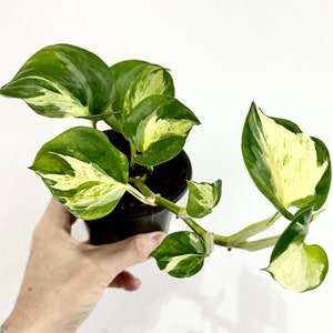 Manjula Pothos  in 4” pot / Epipremnum aureum 'Manjula' Pothos - Exact Plant #31