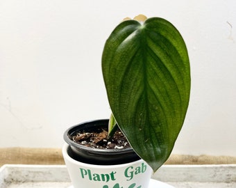 Philodendron ‘Burle Marx Fantasy’ in a 4” pot