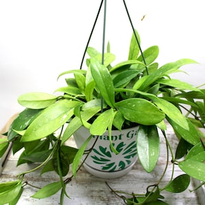 Hoya Pubicalyx Splash cutting - one 6” unrooted cutting with multiple nodes
