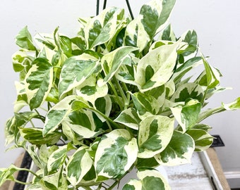 Pearls and Jade Pothos One 6" Unrooted Cutting - Epipremnum aureum P&J 1 unrooted cutting - Pearls N Jade Pothos long with multiple nodes