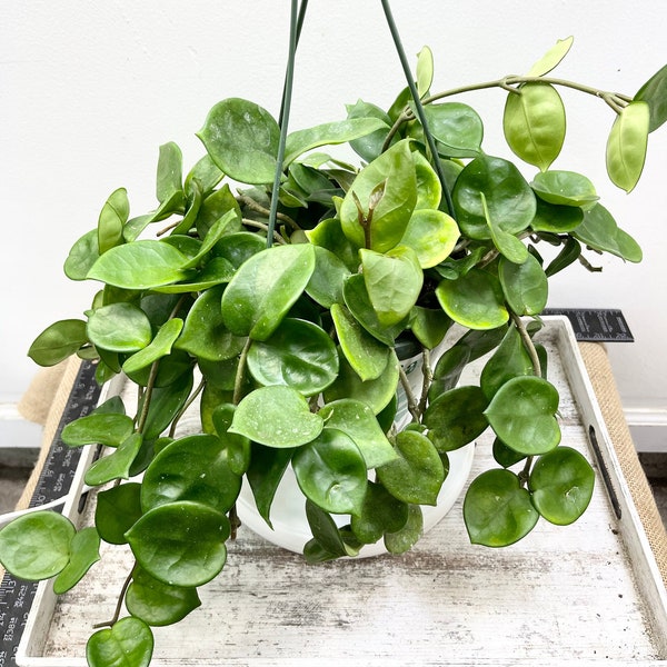 Hoya Chelsea ONE 6" unrooted cutting with multiple nodes of Hoya carnosa 'Chelsea'