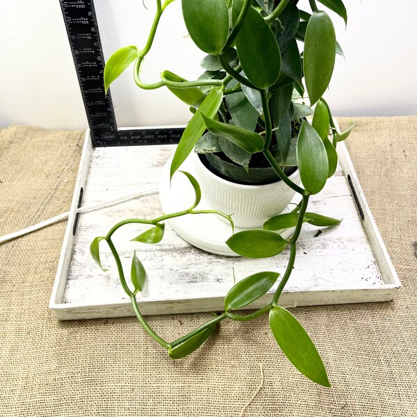 Vanilla Bean Plant Etsy