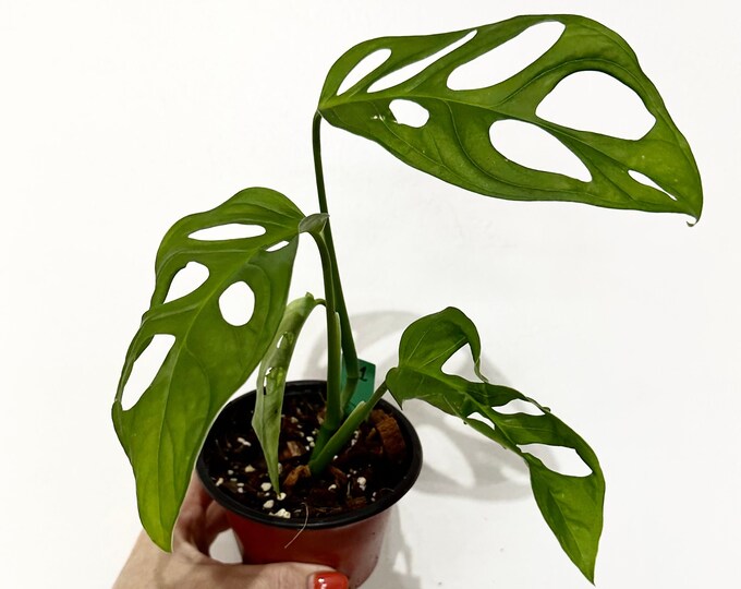 Monstera Adansonii 4 Pot wide Form Swiss Cheese Vine Monstera Adansonii ...