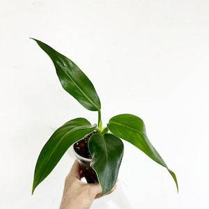 Philodendron Hastatum Green / Philodendron hastatum - in 4" pot - Exact Plant #22