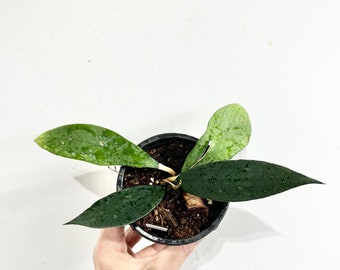 Hoya finlaysonii in 4" pot - with new growth, rare Hoya, hard to find Hoya - Exact Plant #64