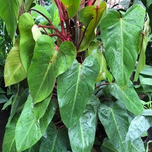 May include: A lush, vibrant plant with large, heart-shaped green leaves and striking red stems. Water droplets glisten on the foliage, highlighting the plant's fresh, healthy appearance. The plant is a tropical houseplant.