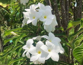Bridal Bouquet Plumeria cutting | Plumeria Pudica cutting - Bridal Bouquet cutting | Plumeria pudica unrooted cutting | Frangipani cutting