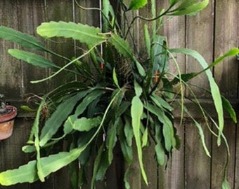 White Orchid Cactus Two 6" UNROOTED CUTTINGS Epiphyllum Oxypetalum (Queen of The Night)