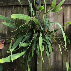 White Orchid Cactus Two 6&quot; UNROOTED CUTTINGS Epiphyllum Oxypetalum (Queen of The Night)