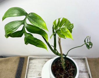 Monstera subpinnata Vining Monstera shown  6” pot Monstera subpinnata - Exact plant with new growth coming in RARE Plant, Hard to find plant