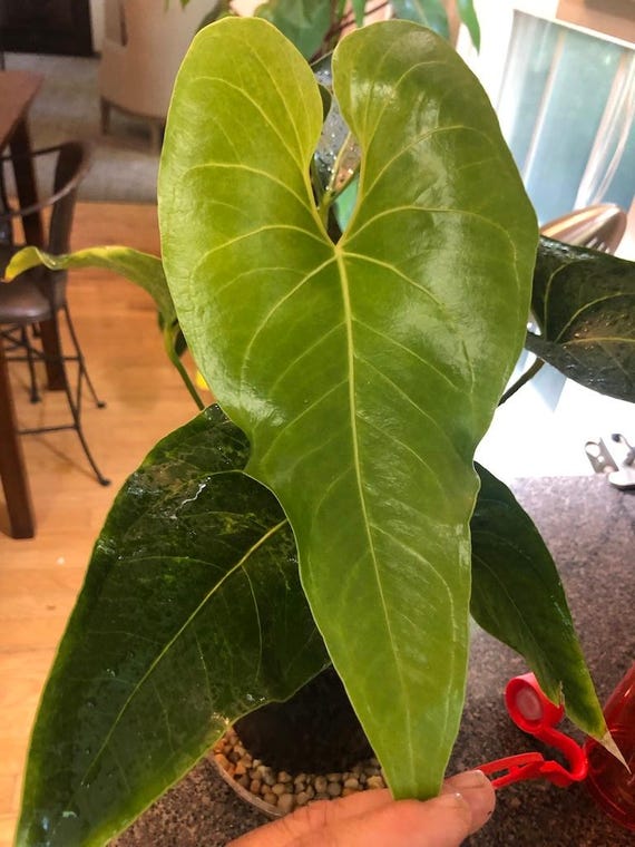 Premium Potting Mix for Anthurium  Soil Free Mix for Anthuriums - Peat  Free Anthurium Potting Mix - Anthurium Substrate - Etsy
