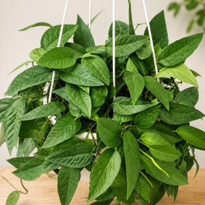 Pu&ograve; includere: Una rigogliosa pianta d'appartamento verde con foglie appuntite e strutturate che ricadono da un vaso sospeso bianco. La pianta &egrave; sostenuta da sottili aste metalliche bianche che si estendono verso l'alto, creando un fogliame denso e vivace.