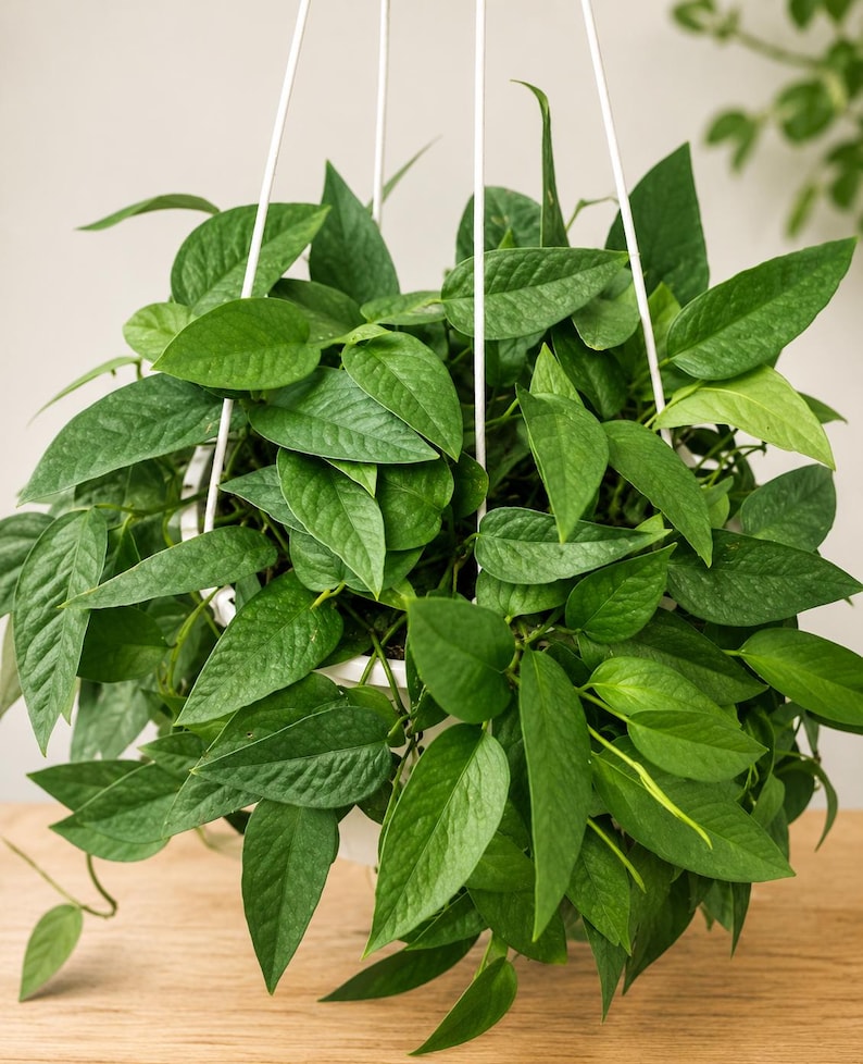 Pu&ograve; includere: Una rigogliosa pianta d'appartamento verde con foglie appuntite e strutturate che ricadono da un vaso sospeso bianco. La pianta &egrave; sostenuta da sottili aste metalliche bianche che si estendono verso l'alto, creando un fogliame denso e vivace.
