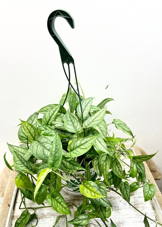 creeping philodendron Philodendron Gloriosum Round Form (young plant) main image 0