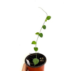 Rare Hoya Fitchii - 4&quot; Pot - Easy Care Vining Hoya - Exact Plant R