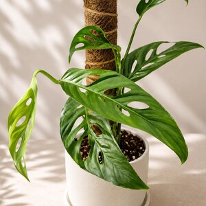 May include: A Monstera adansonii plant with vibrant green, fenestrated leaves growing upward along a brown cylindrical coir moss pole. The plant is potted in a solid, light-colored ceramic pot with a matching saucer, displaying dark soil.