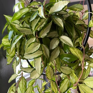 Hoya carnosa Tri Color cutting - aka Hoya carnosa 'Exotica' - 1 Six Inch Unrooted Cutting