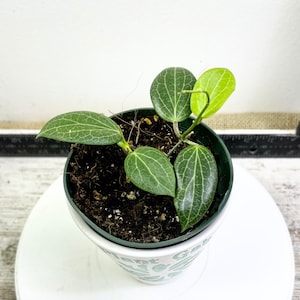 May include: A small green plant with heart-shaped leaves growing in a white pot with the words "Plant Gang" printed on it.