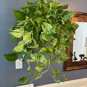 May include: A lush hanging pothos plant with variegated heart-shaped leaves in shades of deep green, lime, and creamy white. The trailing vines extend downward from a central container, creating a dense, cascading display of foliage.