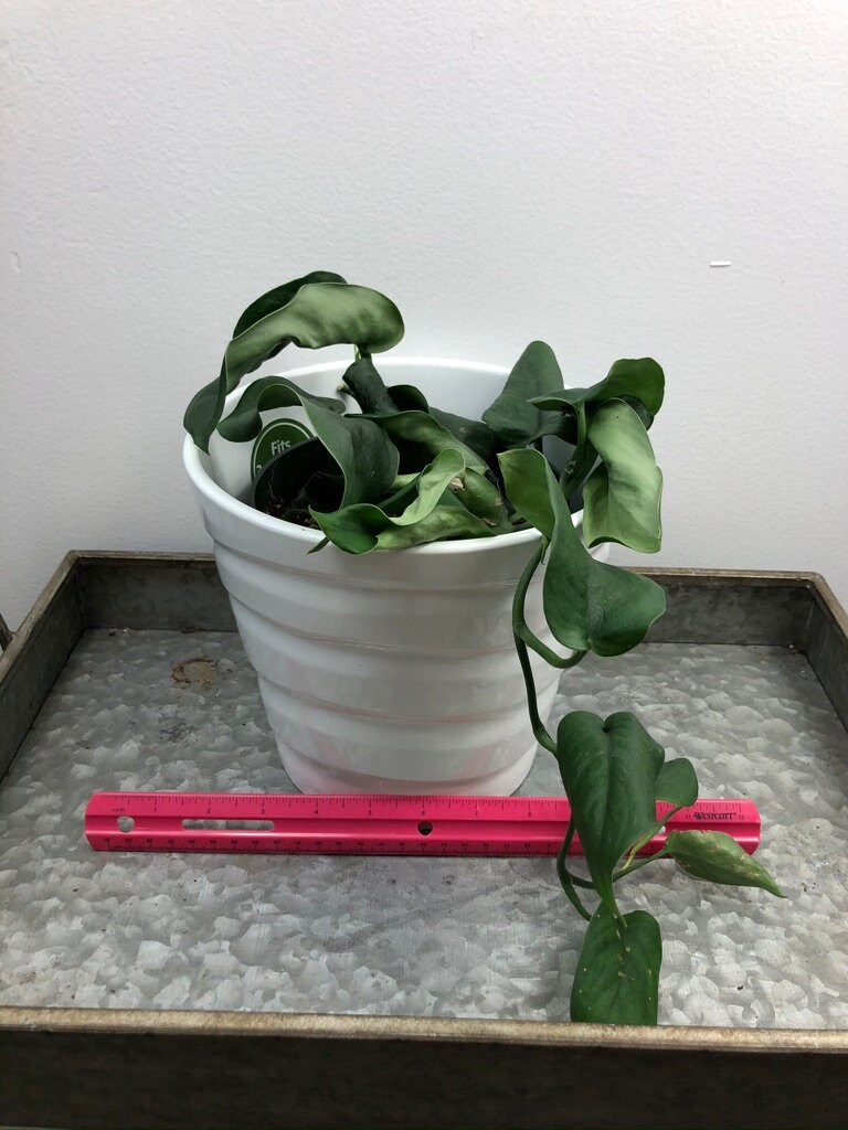 RARE Scindapsus Jade Satin Scindapsus pictus Jade Satin aka Jade