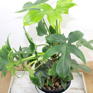 Philodendron Pedatum one Unrooted cutting 6&quot; or more with at-least 2 nodes