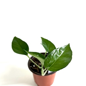 Jade Pothos Plant in 4&quot; Pot - Epipremnum aureum &#39;Jade&#39; - Exact Plant O