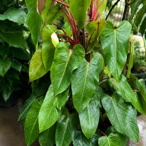 Aroid Potting Mix - Premium Potting Mix for Aroids – Ideal for Aroids like Philodendron, Monstera, Anthurium, Alocasia & more immagine 9