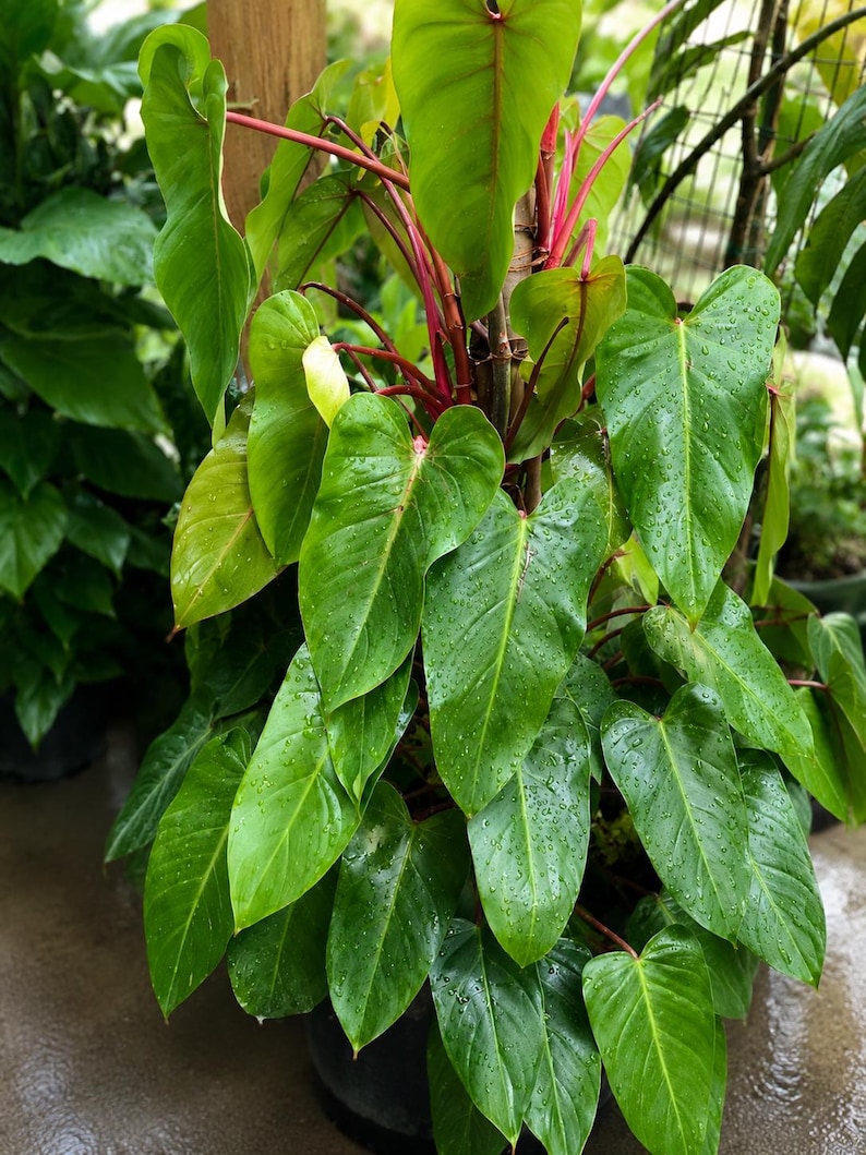 Aroid Potting Mix - Premium Potting Mix for Aroids – Ideal for Aroids like Philodendron, Monstera, Anthurium, Alocasia & more immagine 9