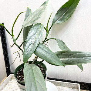 plant pandanus Pandan Grass For Sale  Logee's Plants