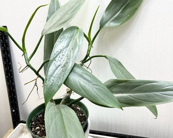 Philodendron Silver Sword cutting / Philodendron hastatum (narrow leaf) - one 6" unrooted cutting