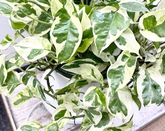 May include: A hanging Pothos plant featuring variegated heart-shaped leaves with a mix of deep green, light green, and creamy white patterns. The plant is housed in a white pot with a dark green rim, suspended by thin dark green wires.