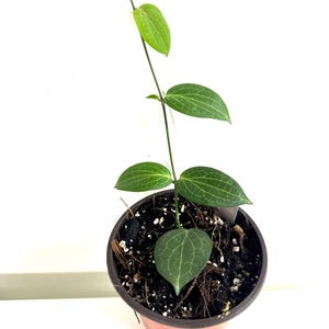 Hoya Fitchii in 4&quot; pot - with new growth, rare Hoya, hard to find Hoya - Exact Hoya #21