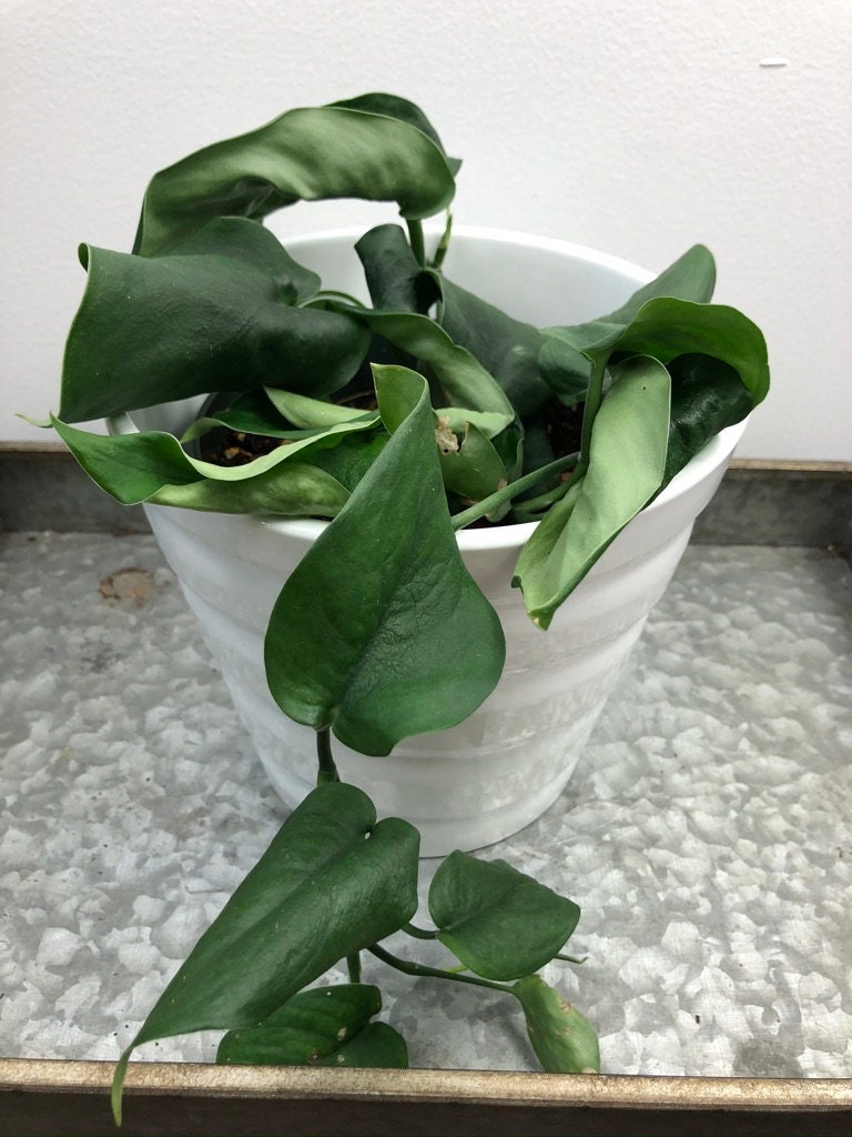 RARE Scindapsus Jade Satin Scindapsus pictus Jade Satin