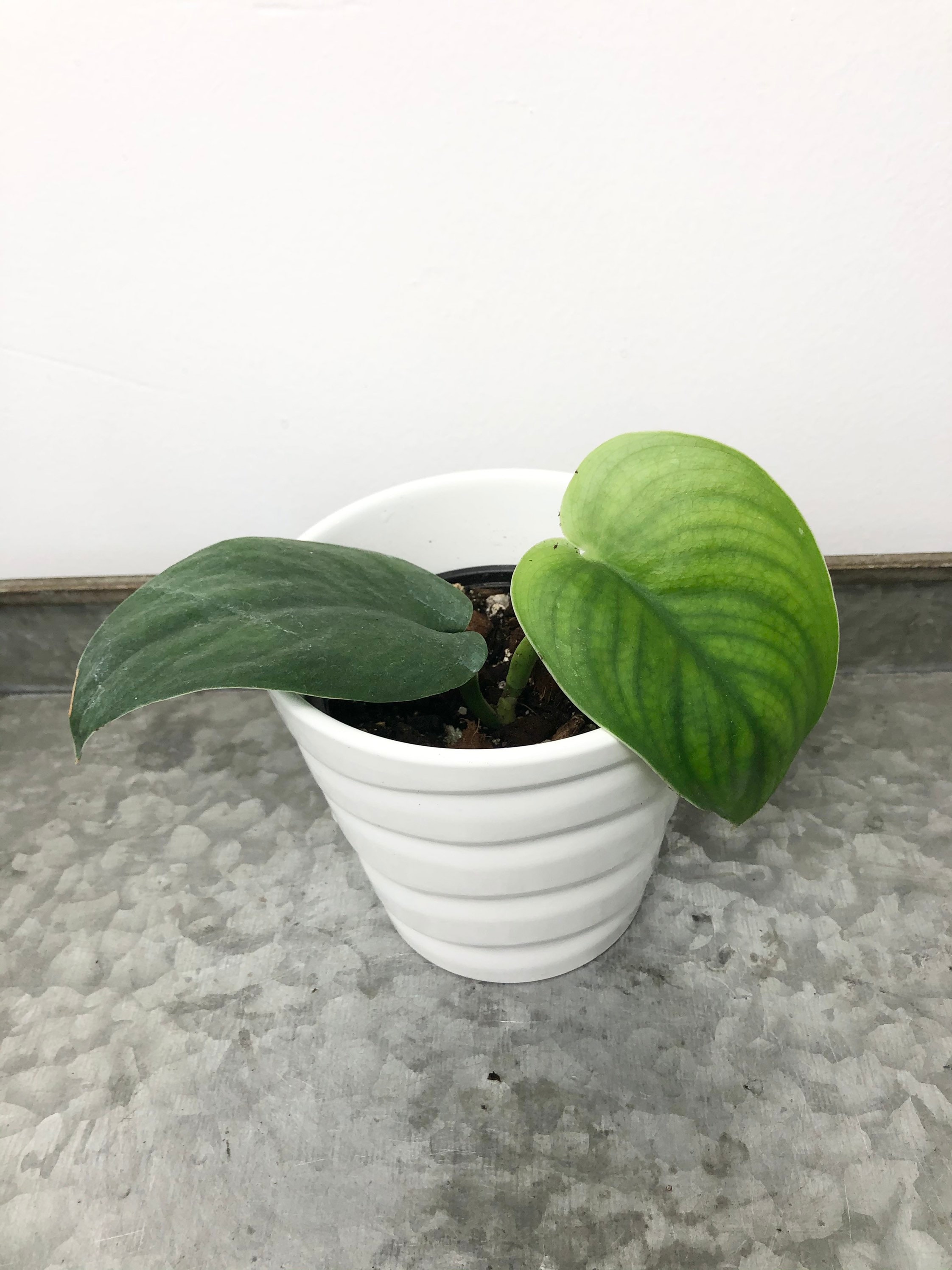 Scindapsus Jade Satin Scindapsus pictus Jade Satin Jade Satin