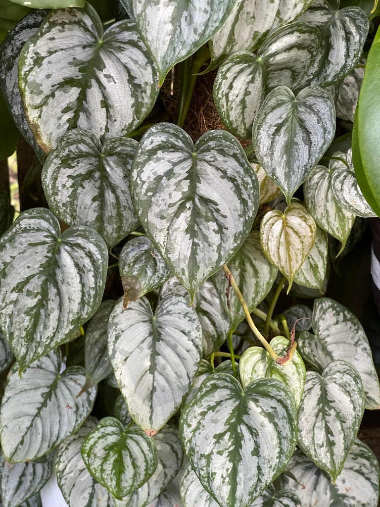 4” Silver leaf philodendrons (Philodendron brandtianum) – Angie's Planties