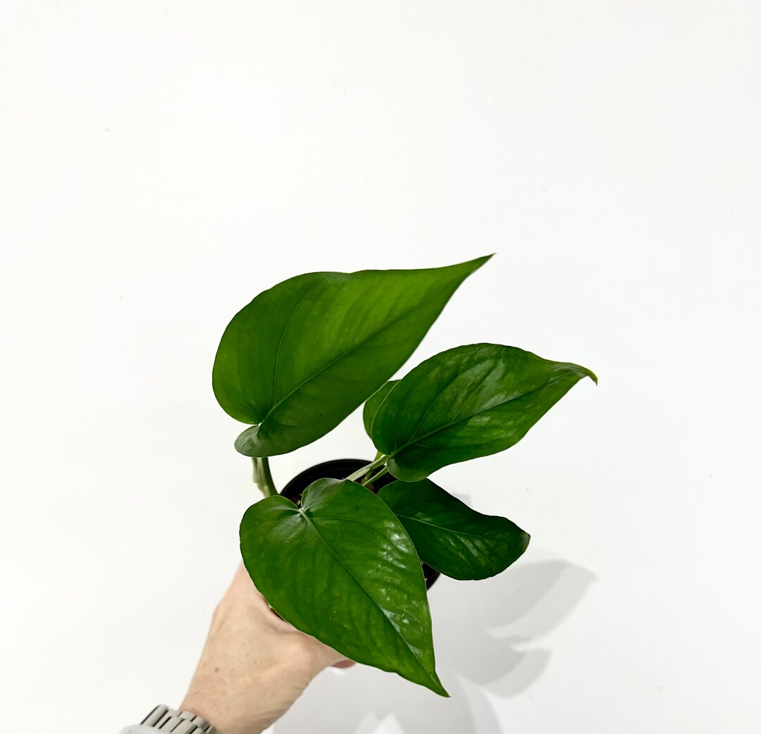Jade Pothos Beautiful Green Jade Pothos in 4 Pot Exact Plant 42 Etsy