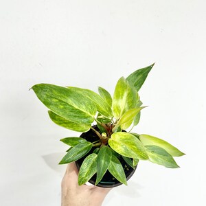 Painted Lady Philodendron - Philodendron ‘Painted Lady’ in 4" grow pot - GORGEOUS plant - Philodendron hybrid - Exact Plant #81