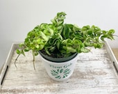 Hoya carnosa Compacta aka Hindu Rope Hoya 6 quot pot or 4 pot of Rope Hoya