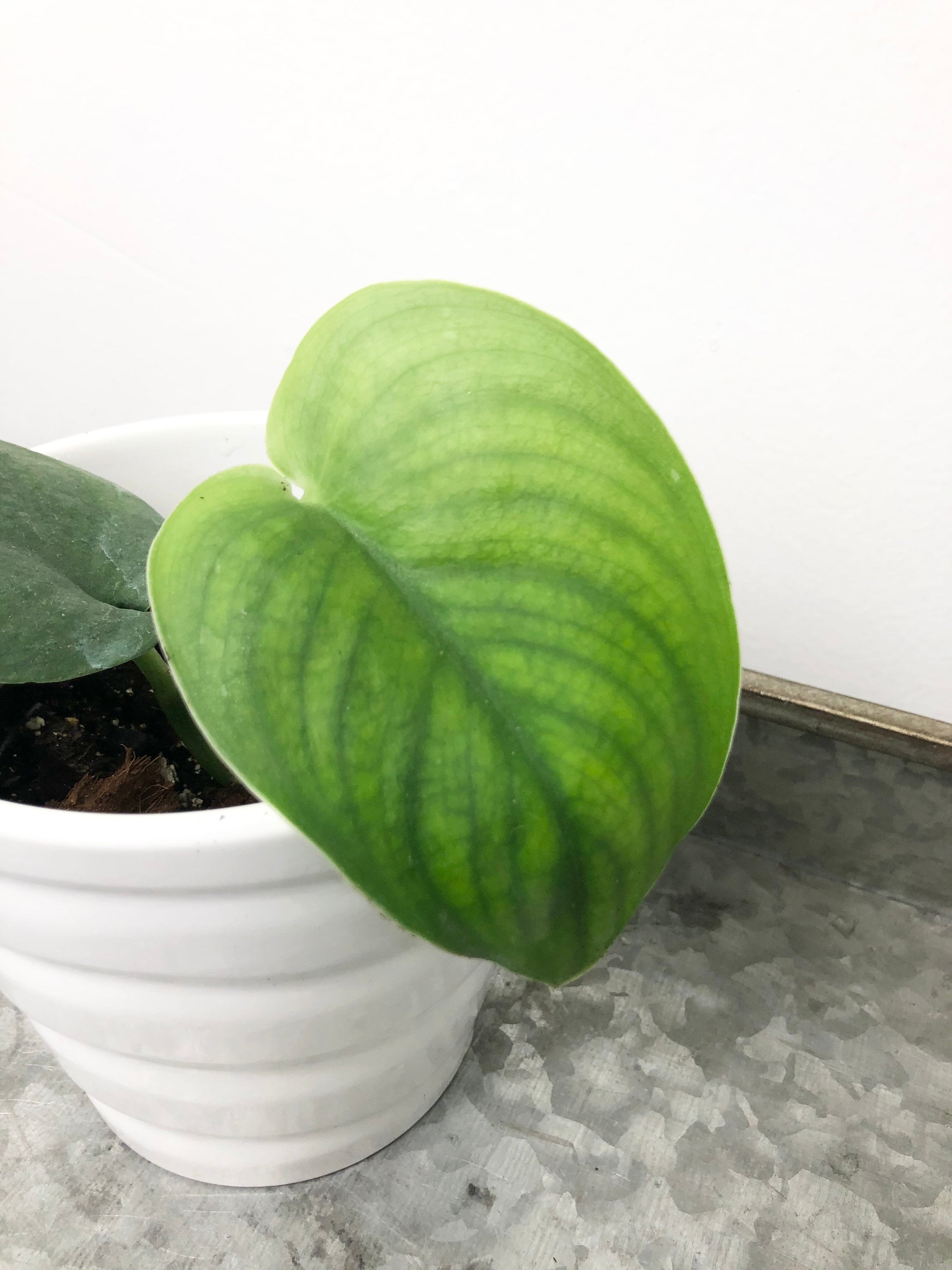 scindapsus pothos pictus