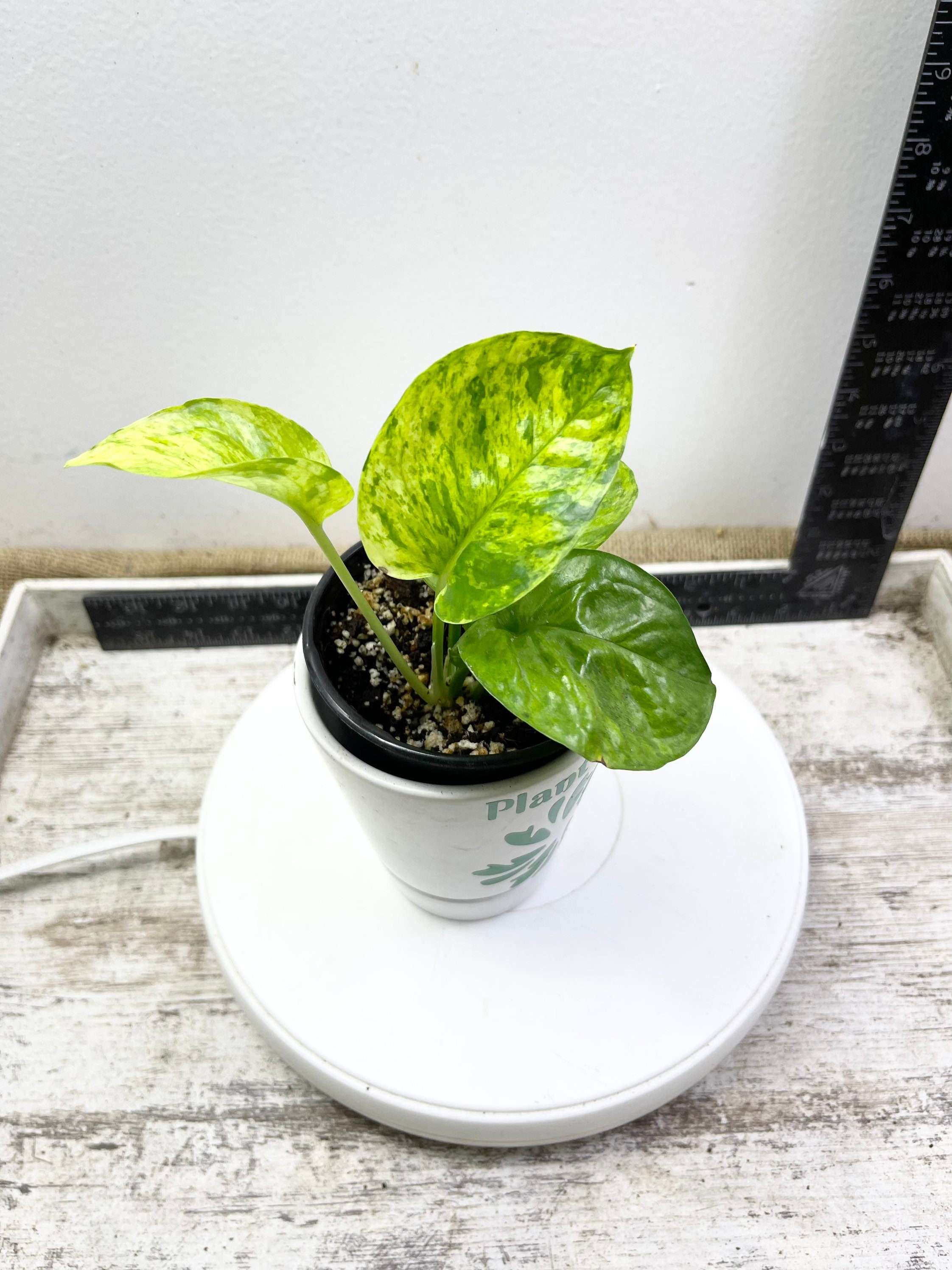 Jessenia Pothos Rare Pothos in 4 Pot Collectors Etsy