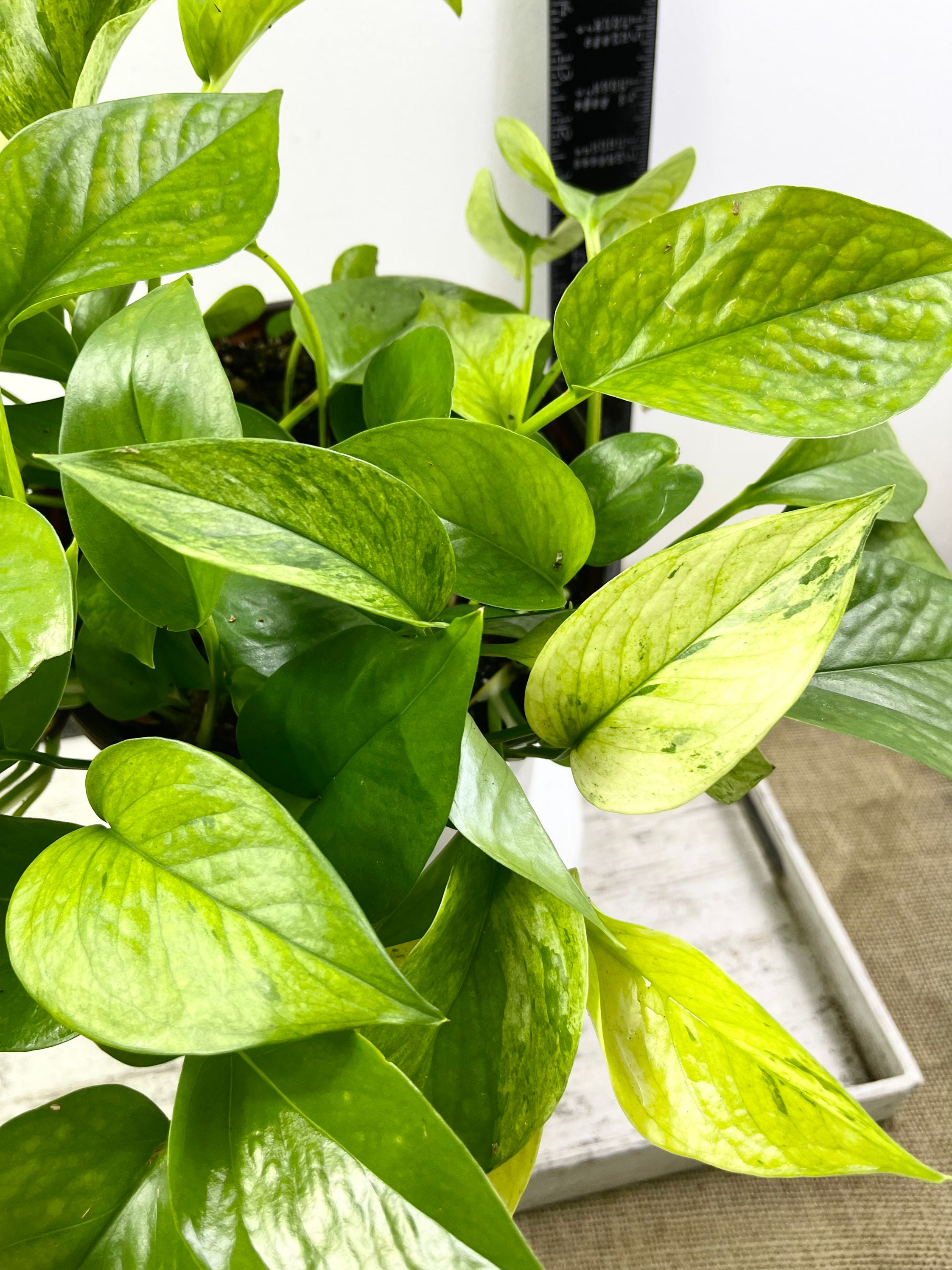 Jessenia Pothos Full Plant Rare Pothos in Large 8 Etsy