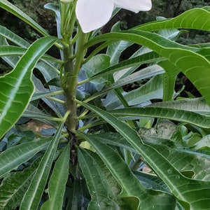 Yellow Plumeria Cutting - 10 Single Head Unrooted Frangipani Tropical Flower Starter Yellow Plumeria Cutting - 10 Single Head Unrooted Frangipani Tropical Flower Starter