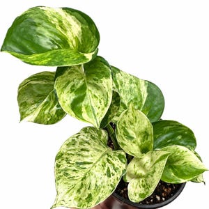 Manjula Pothos  in 4” pot | Epipremnum aureum 'Manjula' Pothos | Exact Plant #34