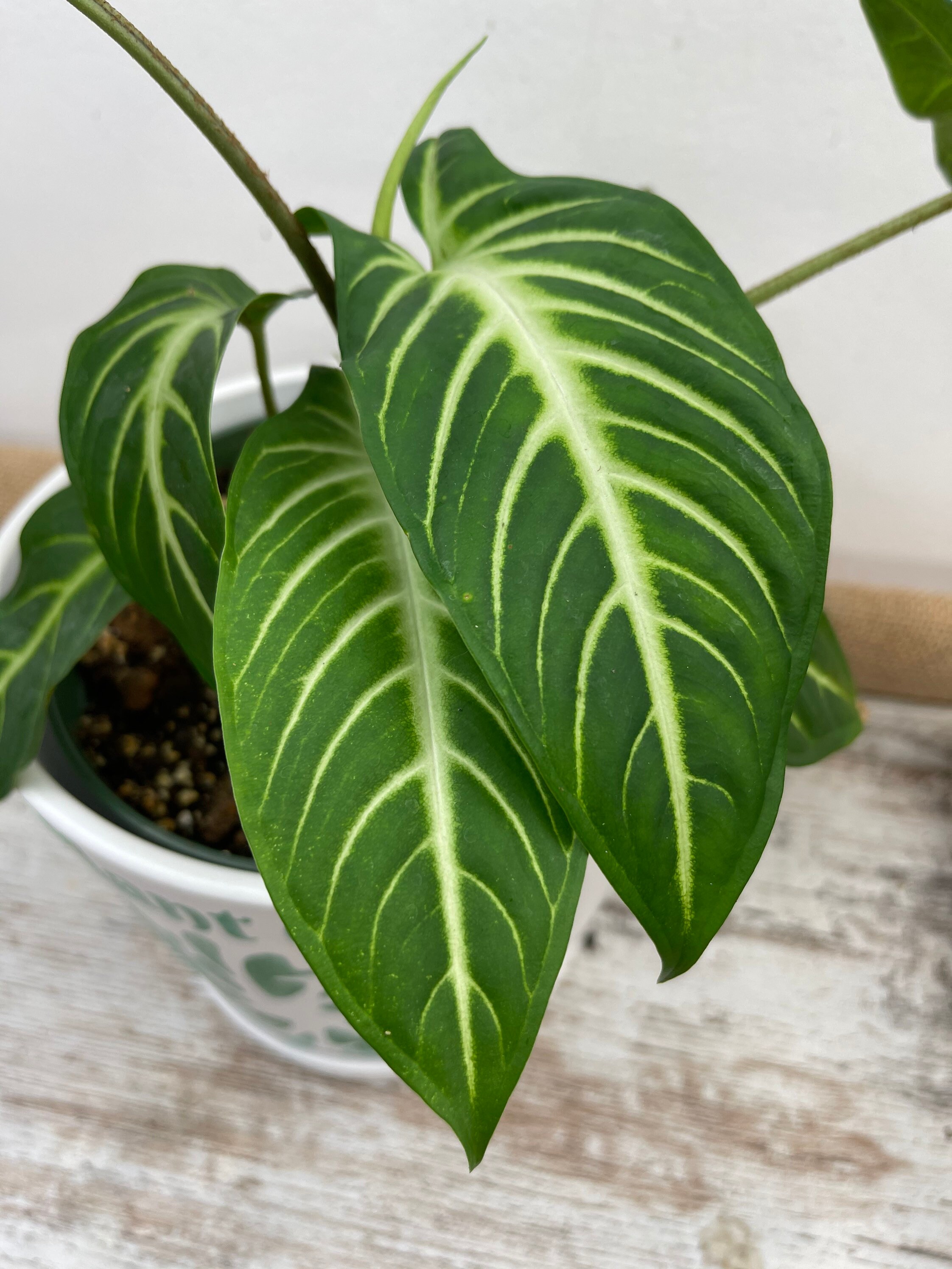 Phyllotaenium lindenii aka Caladium lindenii 'Magnificum' aka Angel