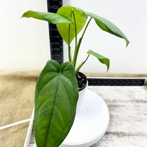 Syngonium macrophyllum cutting - one 6&quot; unrooted cutting with multiple nodes