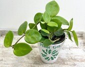 Hoya Chelsea in 4 quot pot