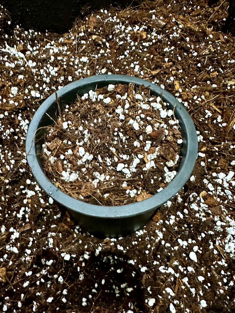 Premium Potting Mix for Monstera – Soil Free Mix for Monstera - Peat Free Monstera Potting Mix - Monstera Substrate